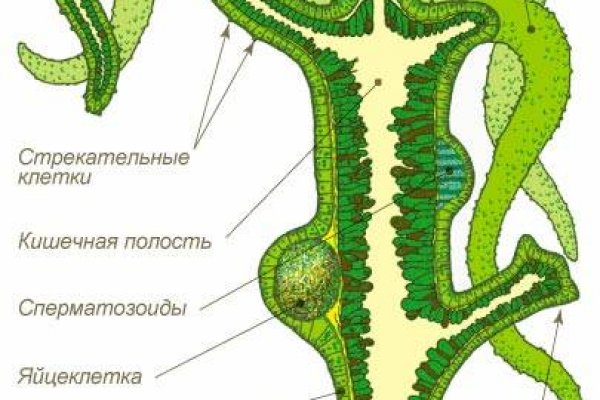 Кракен официальный